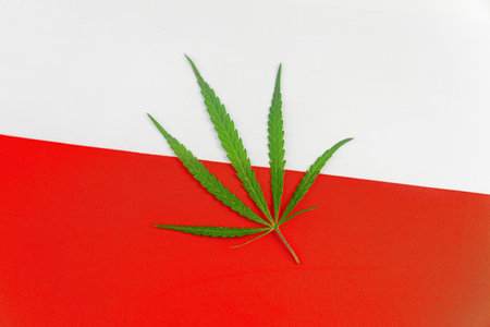 a hemp leaf on background of the polish flag. Concept of legalization and changes in legislation regarding the cultivation and use of marijuana in the country polandの写真素材