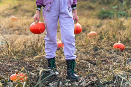 woman holding pumpkin. Selecting best one for Thanksgiving and Halloween holidays decoration on agriculture farm. Autumn fall festive mood.の写真素材