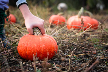 girl is holding orange Pumpkin picked in vegetable garden. child with vegetables in his hands. harvest season. Healthy food. Life in village. girl harvests pumpkins for Halloween celebrationの写真素材