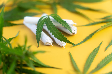 Equipment smoke weed on yellow background. Cannabis legalization. CBD and THC on buds in cannabis. Cannabis buds weed on wood background. Marijuana smoking pipe. legalization of light drugs.の写真素材