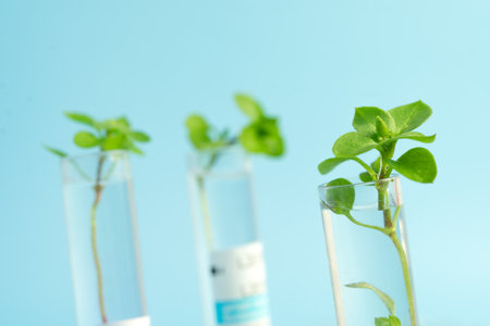 Small plants germinate in test tube on a blue background. studying plants in the laboratory. Growing GMOs in the laboratory. Genetically Modified Organismsの写真素材