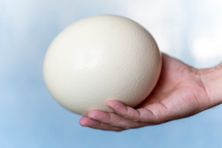 ostrich egg in human hands on a blue background
