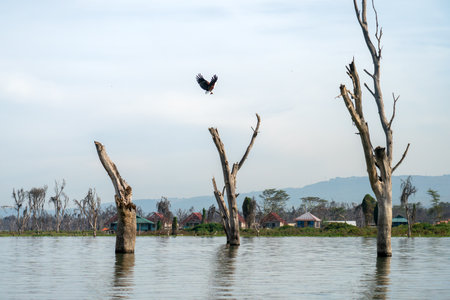 African Fish Eagle flying above the treesの写真素材