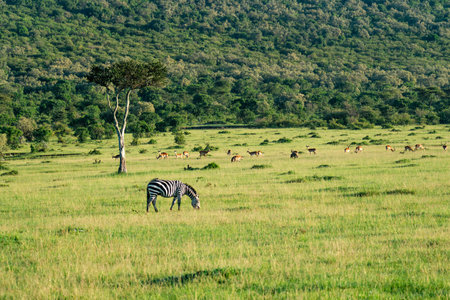 Zebras eat on green Grass. Animals in the wild in Kenya National Park. Africa. An African safari adventure.の写真素材