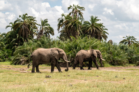 African Bush Elephants standing close together, amongst lush green grasses. They have been rolling in the red mud. Lake Amboseli, Kenyaの写真素材