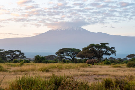 Kilimanjaro on a sunny day. glacier at the top of Kilimanjaro among the clouds. beautiful African landscape.の写真素材