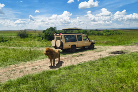 lion against the background of tourists in a car. Observation of animals in their natural habitat. African safari. Masai Mara National Park, Kenya.の写真素材