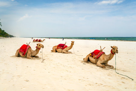 White proud camel resting on Egyptian beach. Camelus dromedarius. Summertime outdoors.の写真素材