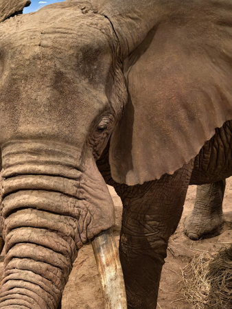 NAIROBI, KENYA February 17, 2024: Center attraction of the Animal exhibition at the Nairobi National Museumのeditorial素材