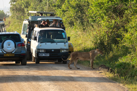 Beautiful lioness with a safari car in the background in Kenya, Nairobi National Park, near Nairobi, Kenya, February 7, 2024.のeditorial素材