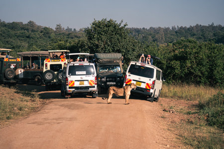 Beautiful lioness with a safari car in the background in Kenya, Nairobi National Park, near Nairobi, Kenya, February 7, 2024.のeditorial素材