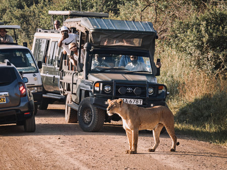 A lioness stands in front of cars on the road. Safari vehicle passengers taking photos of animals. Naturally animals habitation in Africa. Nairobi National Park, near Nairobi, Kenya, February 7, 2024.のeditorial素材