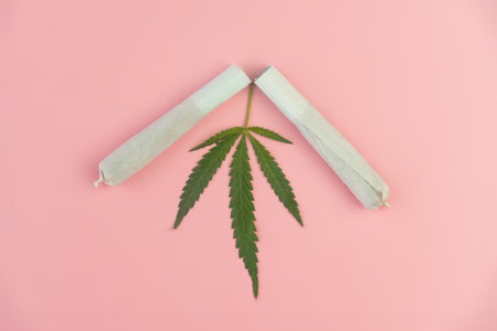 Cannabis are on pink table. Marijuana bob close up. Cannabis in white paper. BMPCC. Marijuana, weed, drug smoking concept. CBD, THC. Preparing cannabis for consumption. legalization of light drugs.の写真素材