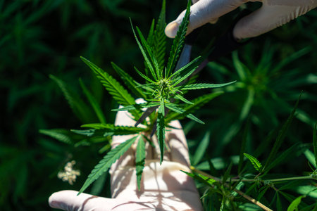 a hand in white gloves holds cannabis leaves. Beautiful green cannabis leaves. The concept of...