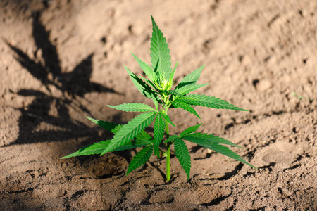 Closeup of cannabis plant with beautiful bokeh on blurry background. Cultivation of hemp herb with...