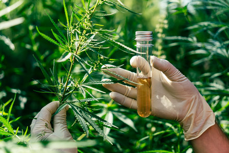 a hand in white gloves holds cannabis leaves. Beautiful green cannabis leaves. The concept of...