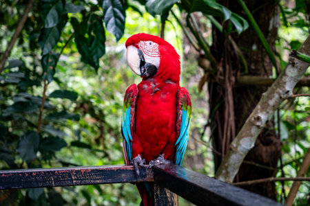 A vivid red parrot perched on a rail in a lush, green tropical forest, showing its colorful...