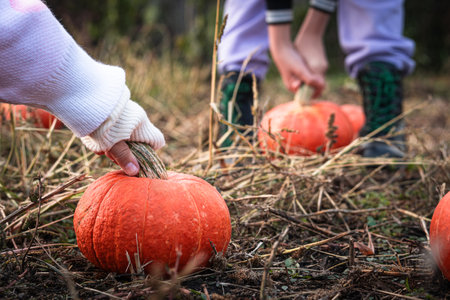 girl is holding orange Pumpkin picked in vegetable garden. child with vegetable in his hands. harvest season. Healthy food. Life in village. girl harvests pumpkins for Halloween celebrationの写真素材