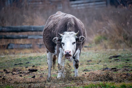 Cattle breeding concept. A cow is grazing in an autumn field. A cow eats dry hay outdoors. dairy farming.の写真素材
