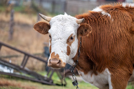 Cattle breeding concept. A cow is grazing in an autumn field. A cow eats dry hay outdoors. dairy...