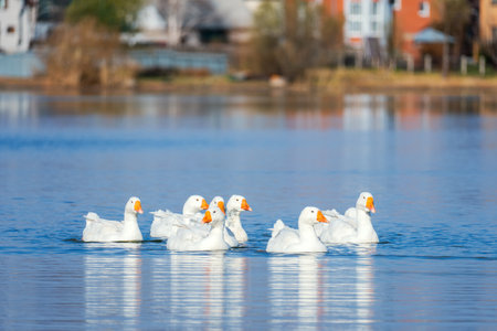 A diverse group of geese displaying a variety of colors are gracefully swimming together in a tranquil pondの写真素材