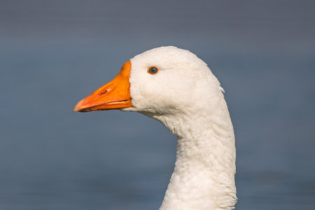 white geese swimming in the river. poultry farming on the farm. Goose close-up.の写真素材
