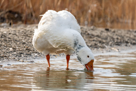 A white goose drinks water from a river on the shore. white goose walking on the grass in autumn in the village. Geese in nature.の写真素材