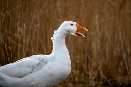 white goose standing on grass. Geese in nature. Poultry farming in the village.の写真素材