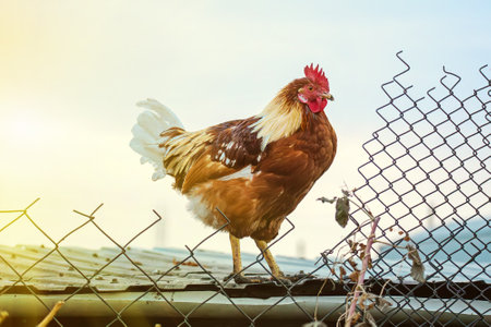 A beautiful brown and white rooster proudly standing, showcasing its majestic feathers and vibrant plumage against the skyの写真素材