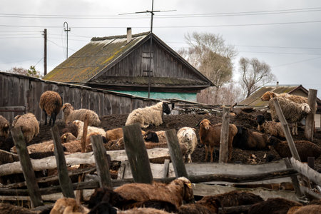 sheep and lambs on the farm. Sheep breeding in the village. a flock of sheep is grazing in a pen.の写真素材