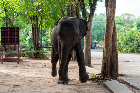 Asian elephant at Elephant Study Center. A baby elephant plays in an elephant village in Thailand.の写真素材