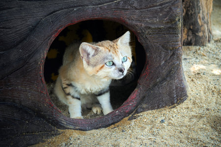 Sand cat, Felis margarita, is a desert cat. The one is sitting in his lair.