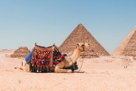 camel and Bedouins rest on the sand in the desert in Africa against the backdrop of the great pyramid. Camels for riding tourists.の写真素材