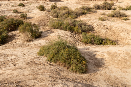 Green flowering bushes grow on the dunes of the Kyzylkum desert in Kazakhstan. Sand dunes with green grassの写真素材