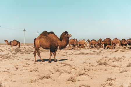 Uzbekistan, Camels grazing in the Kyzylkum desert. lots of camels to graze in nature.の写真素材