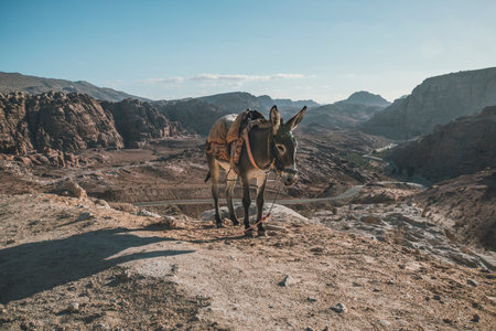 Donkey of bedouin in Mitzpe Yeriho, Westbank Israel, Judean desert, Israeli wildernessの写真素材