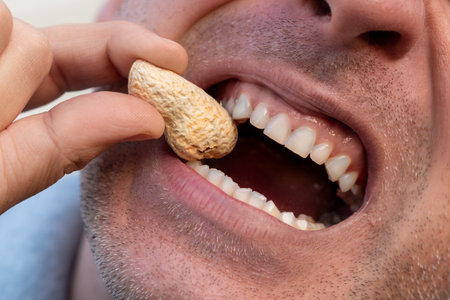 Eating hard peanut in the shell. Strong white teeth bite a nut. An open mouth with a nut. Crack the groundnut nut shell.の写真素材