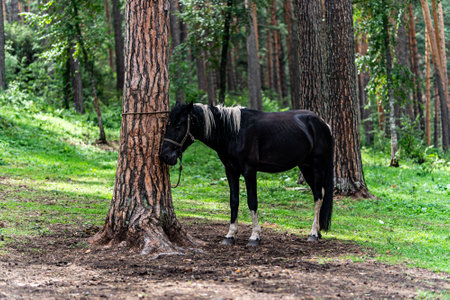 black Pony eating grass in the forest on a sunny day, A beautiful horse is tied to a tree against a background of green nature.の写真素材