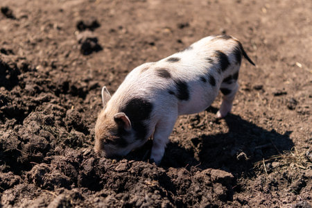 Cute little black piggy, portrait of mini pig. A little piggy in the mud on a farmの写真素材