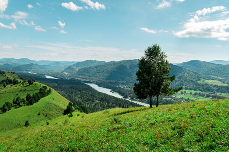 view of beautiful summer hills with green grass and a field. a lonely tree on a hillside.の写真素材
