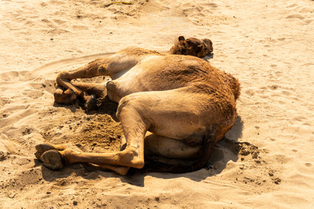 tired camel sleeping on the desertの写真素材