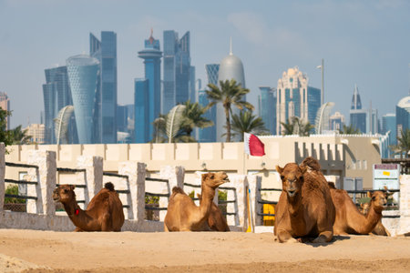 The Camel market at Souq Waqif in Doha, Qatarの写真素材