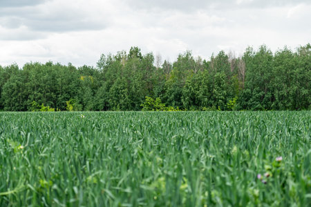 green plants on agricultural fields against a blue sky background.の写真素材