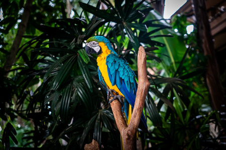 Colorful parrot sitting on a branch surrounded by vibrant green foliage in a tropical forest setting.の写真素材