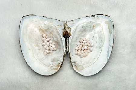 An open oyster and pearls on satin top view, close-up,の写真素材