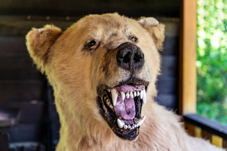Stuffed brown bear on display. Taxidermy showing the bear's head, big teeth and nose.の写真素材