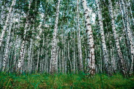 White birch trees, nature in the forest, summer.の写真素材
