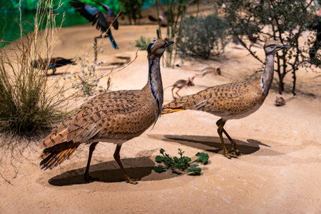 The rare MacQueen's bustard (Chlamydotis macqueenii) at Cholistan Desert, Pakistan. The fauna of...