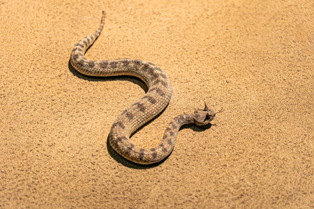 Cerastes cerastes or Saharan Horned Viper, or Desert Horned Viper, is a venomous viper species found...