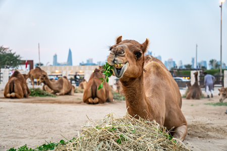 Camel market at Souq Waqif in Doha, the capital of Qatar. There are a lot of camels in the corral. A lot of camels are eating on the farm.の写真素材
